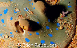 Bluespotted Stingray in party mode. Covered with colorful... by Erich Reboucas 